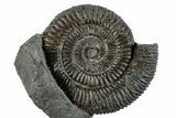 Jurassic Ammonite (Dactylioceras) Fossil - England #279537-1